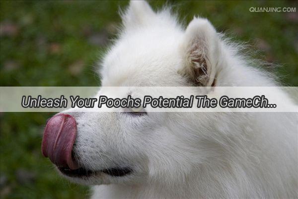 Unleash Your Poochs Potential The GameChanging Benefits of Vitamin B for Dogs